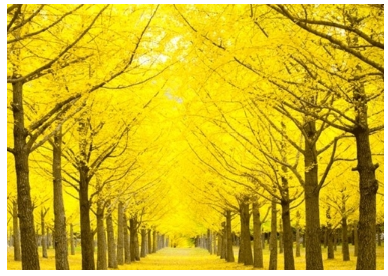 홍천 은행나무숲