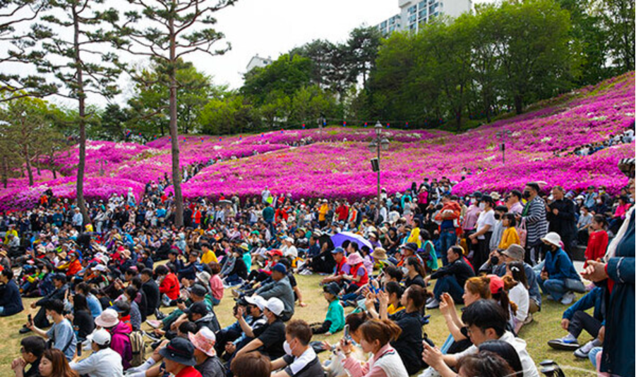 군포 철쭉축제.일정.가는길.주차장.2023년안내