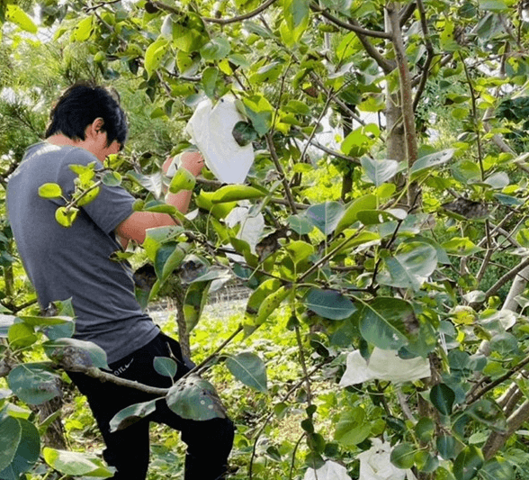 [6시 내고향] 강진 그린시스 초록배 택배 주문 판매 시골청년협동조합