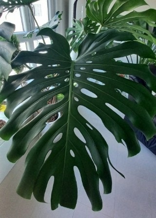 햇살 한 줌, 식물 한 포기 – 내 창가의 작은 숲이 전하는 위로