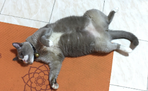 배를 내밀고 있는 고양이