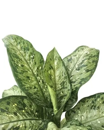 새집증후군 완화 식물선택 공기정화기능 배치 환기관리 가이드_15