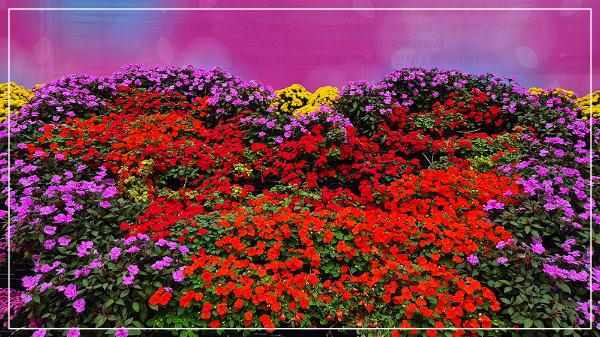 2025 태안 가을꽃 박람회 이미지 / 출처: 코리아플라워파크