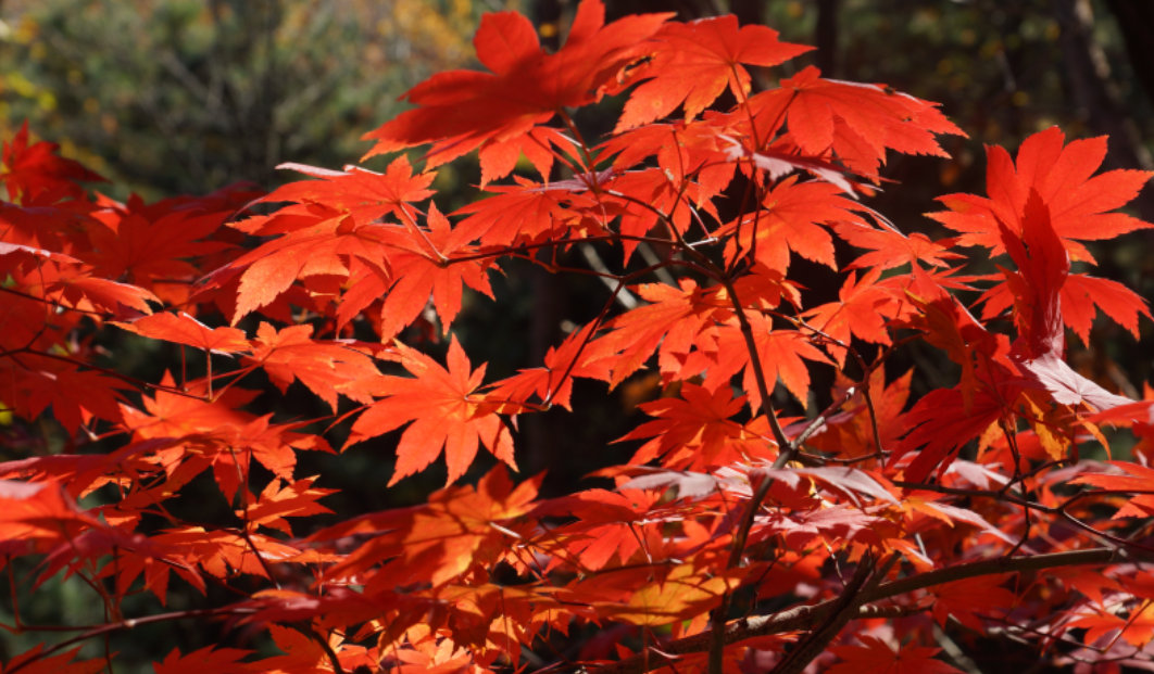 강원도 단풍의 아름다움