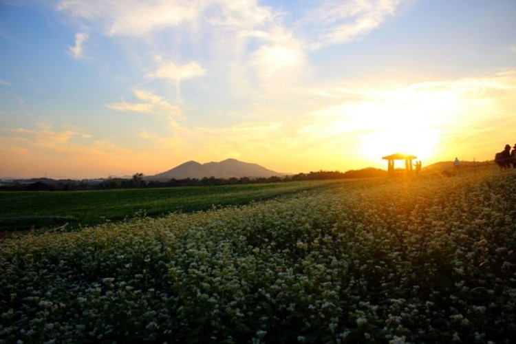 2025 고창 청보리밭 축제