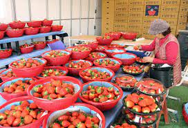 제 14회 밀양 삼랑진 딸기시배지 축제 기본일정과 프로그램 소개