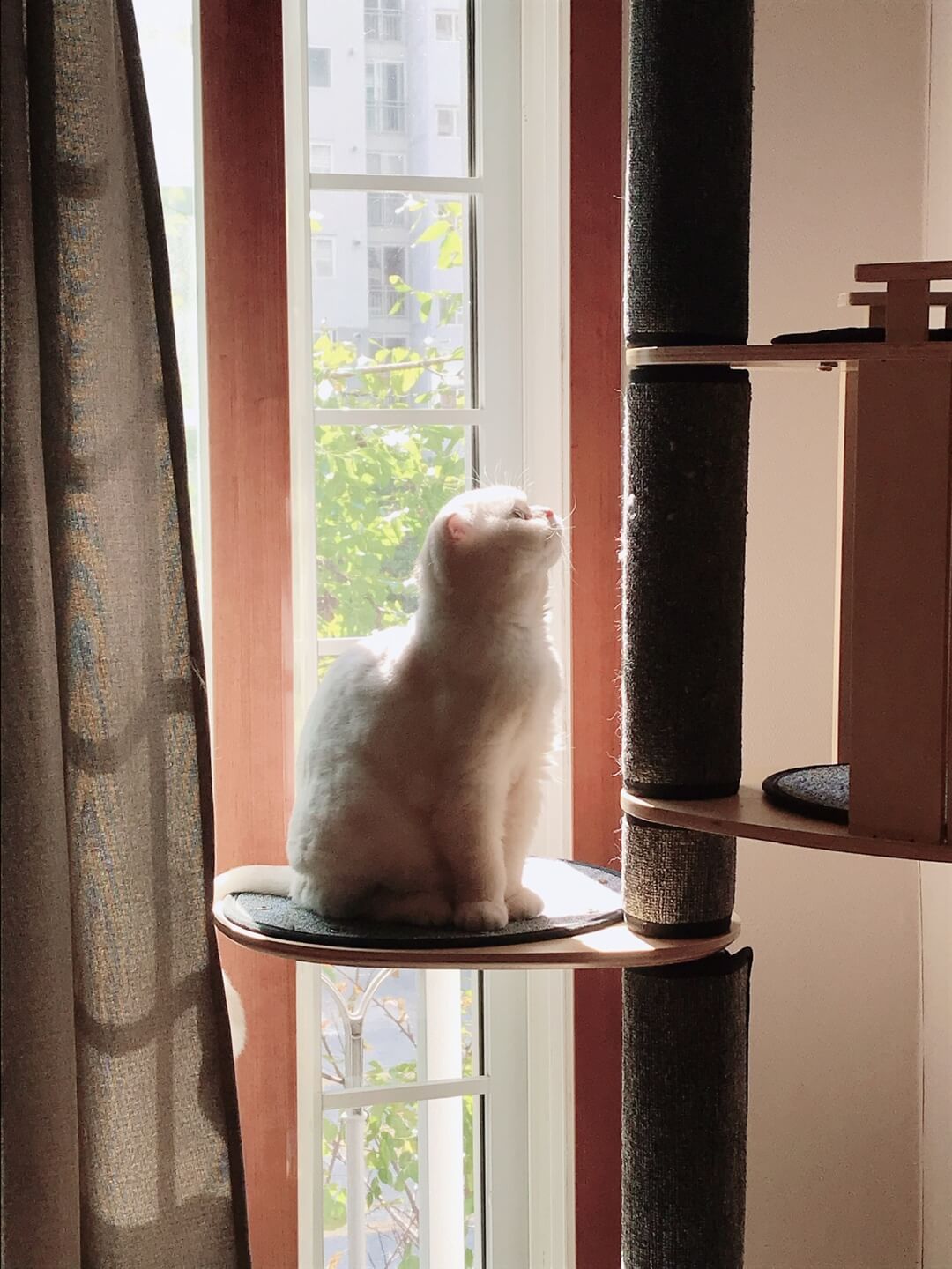 귀여운 고양이