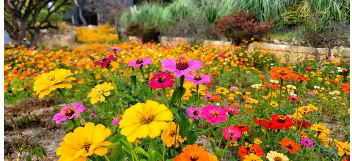 고창 핑크뮬리 축제