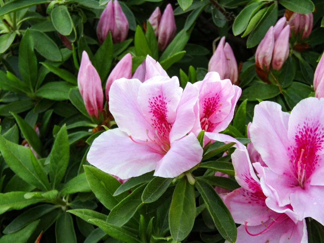 Azalea