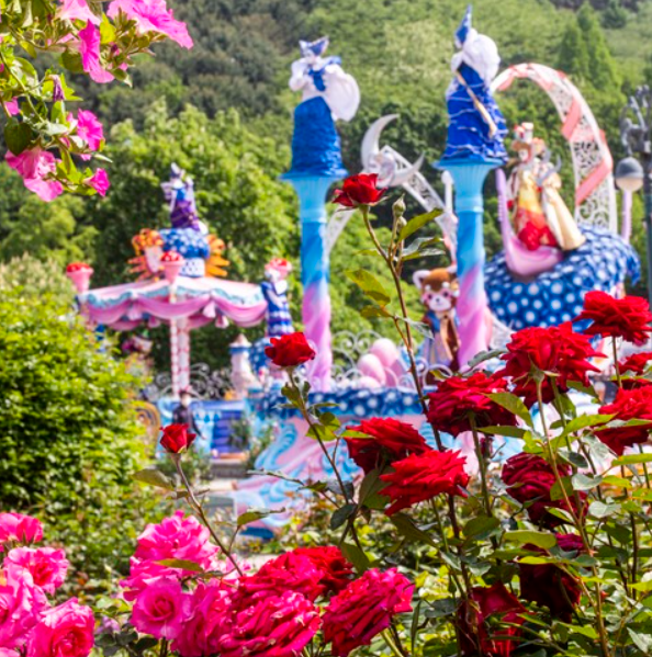 장미축제 전국 TOP5