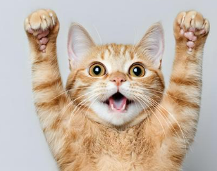 우리 고양이 발정기, 언제 오고 어떤 신호일까요? 그리고 중성화는요?