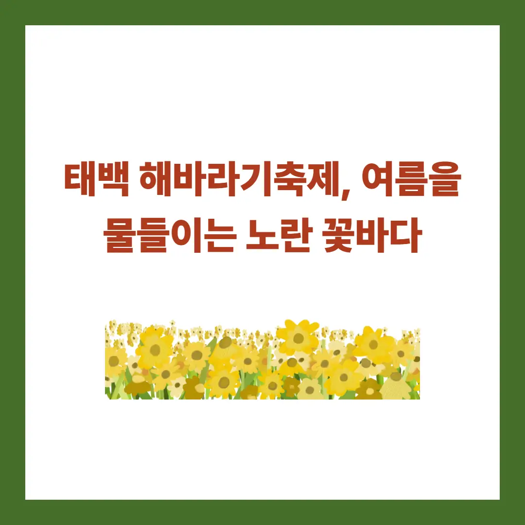 태백-해바라기축제