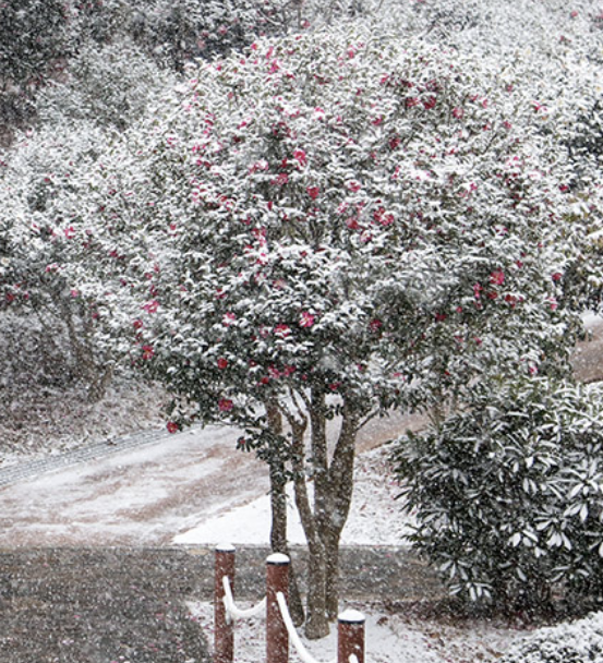 신안 섬 겨울 꽃축제 일정 입장료 할인혜택