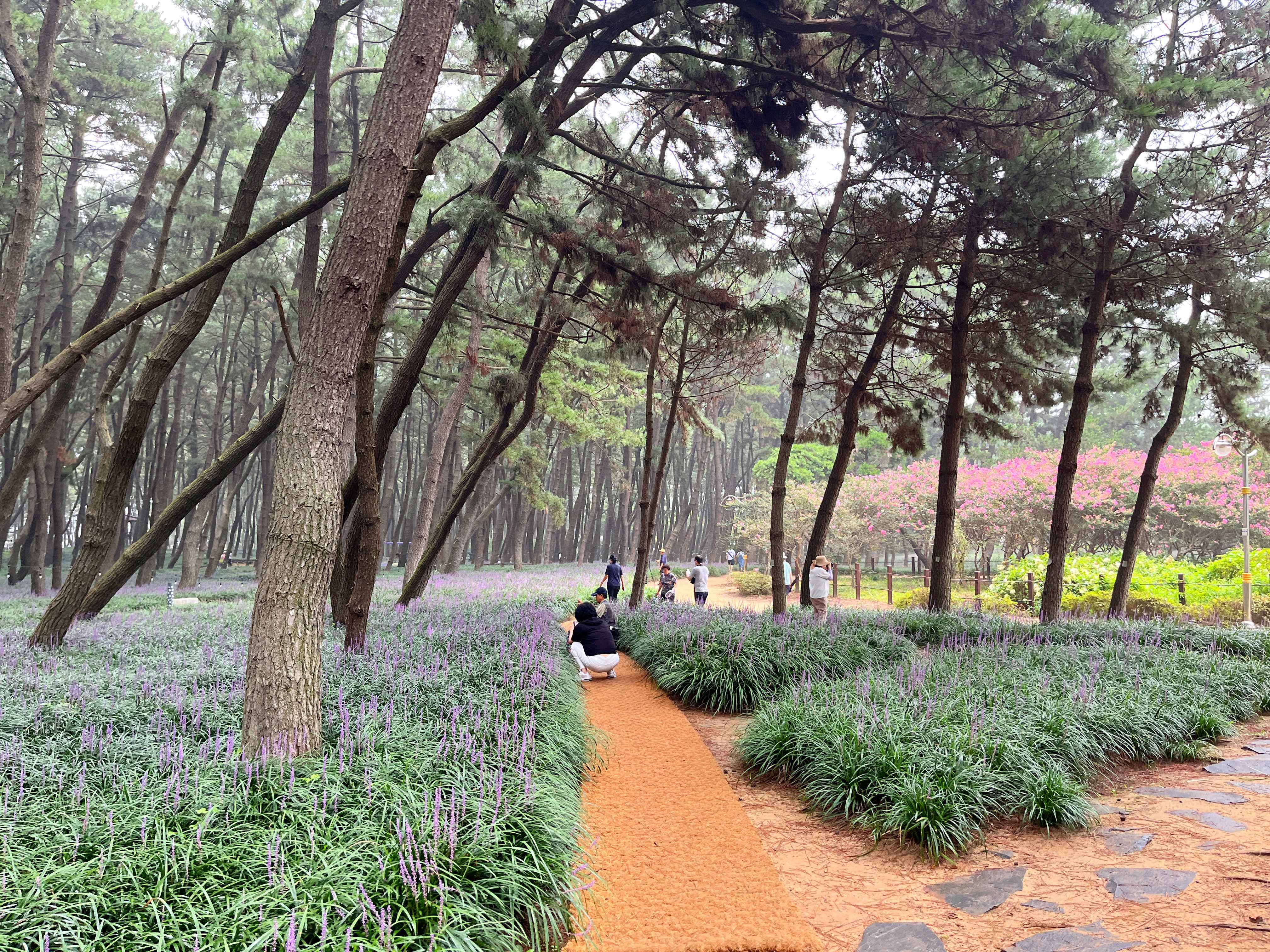 장항 맥문동꽃 축제