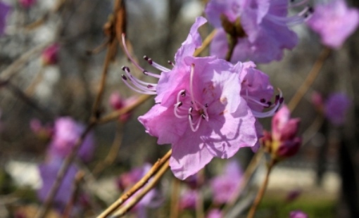 2025 군포 철쭉축제 교통 안내