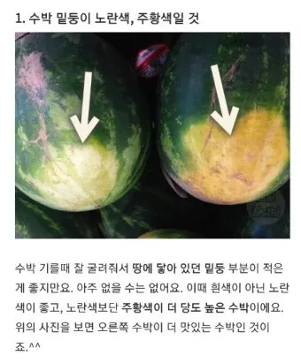 맛있는 수박 고르는법 5가지 feat 좋은 수박 암수 구별법_3
