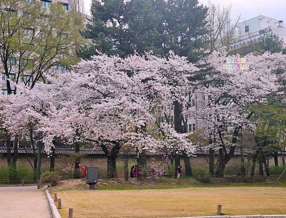서울 벚꽃 명소 나들이 추천 경복궁, 덕수궁 4월 개화 상황 서울 가볼만한곳