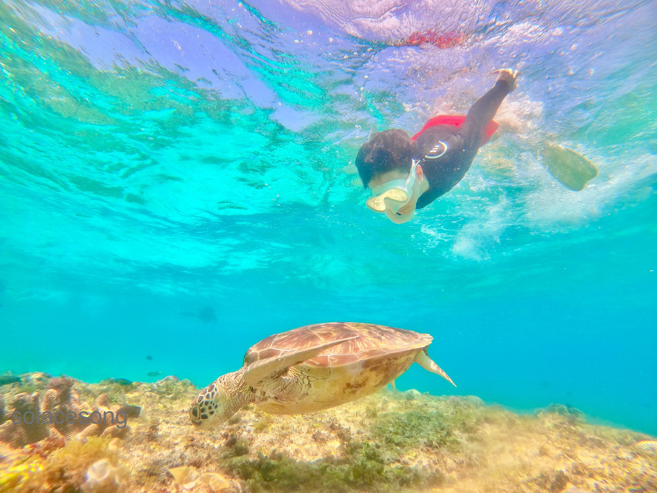 발리카삭 섬은 보홀에서 가장 유명한 다이빙 포인트