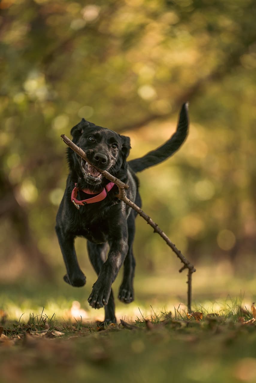 가을 대형견 여행 – 춘천 강아지숲 테마파크 완벽 가이드