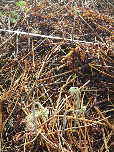 4월 심는 고사리 재배