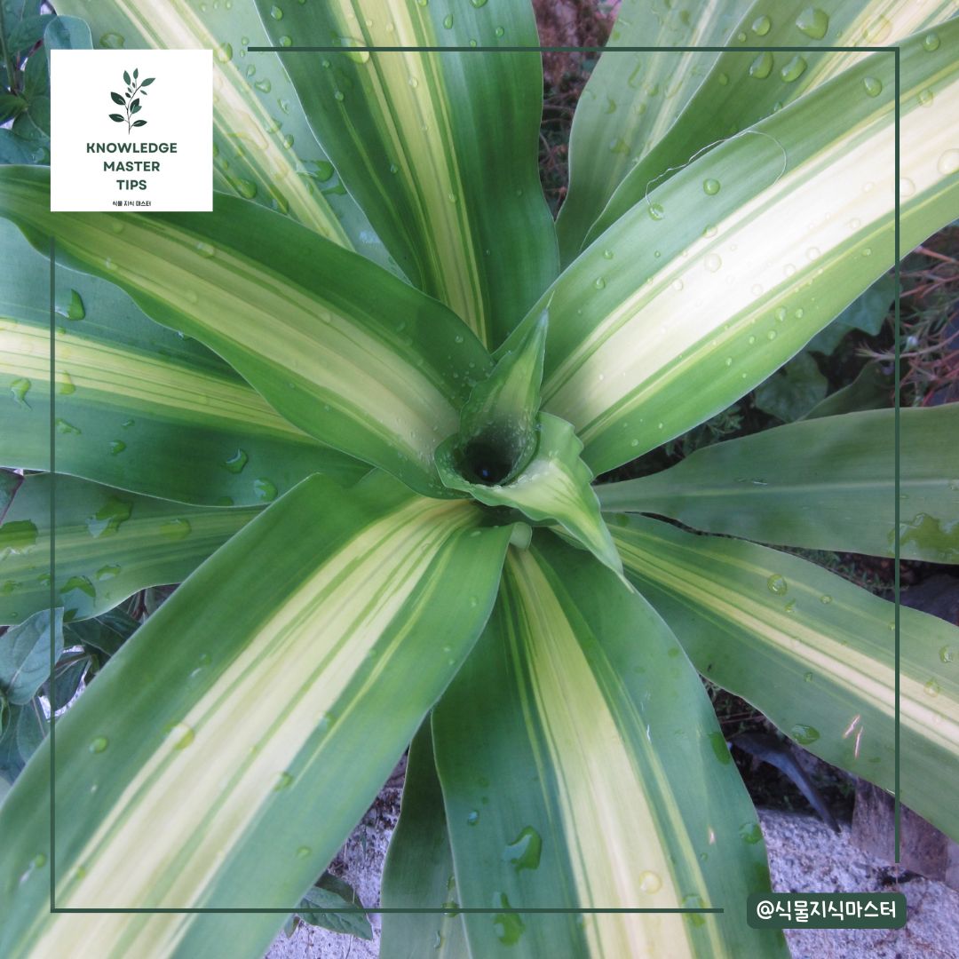 행운목 물은 얼마나 자주?