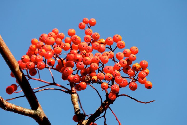 마가목 효능 총정리