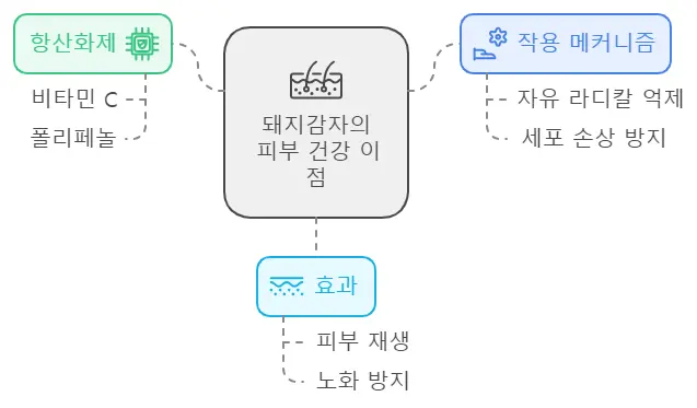 돼지감자 피부건강 효능