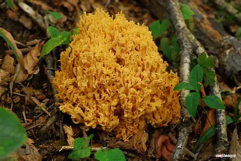 식용가능한 아고산나물