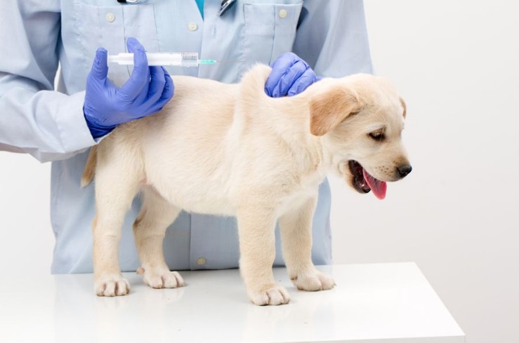 강아지가 예방접종 주사를 맞기 직전의 사진입니다.