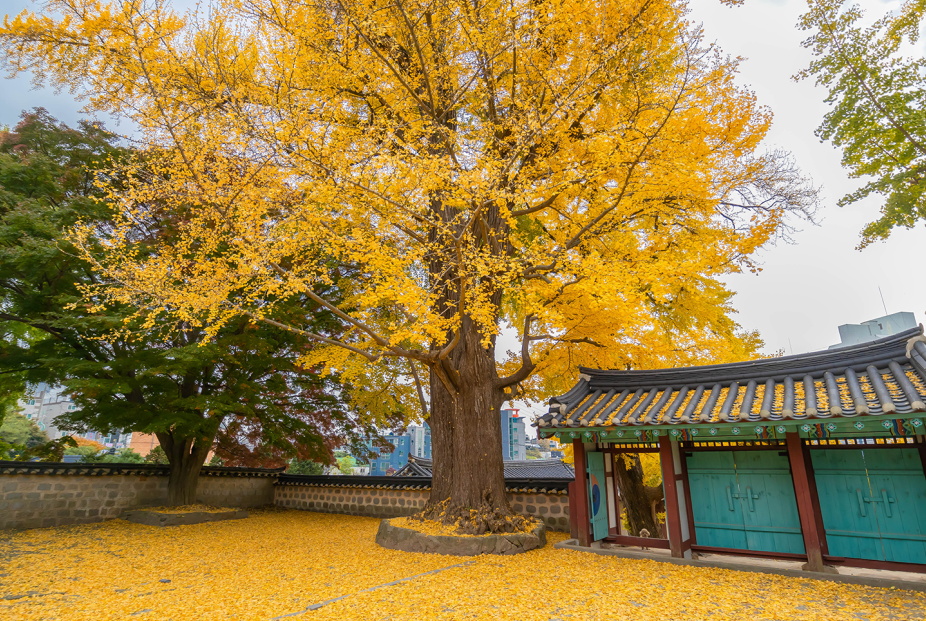 서산향교 은행나무1