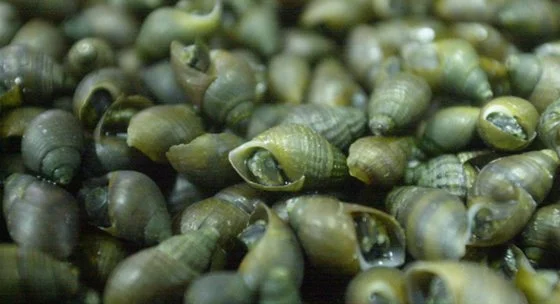 5월-제철음식-다슬기