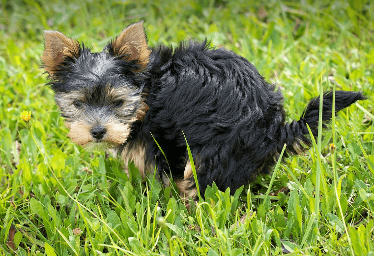 똥먹는 꿈해몽 풀이