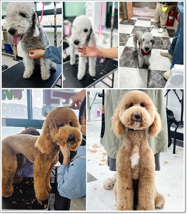 반려동물학과4년제대학