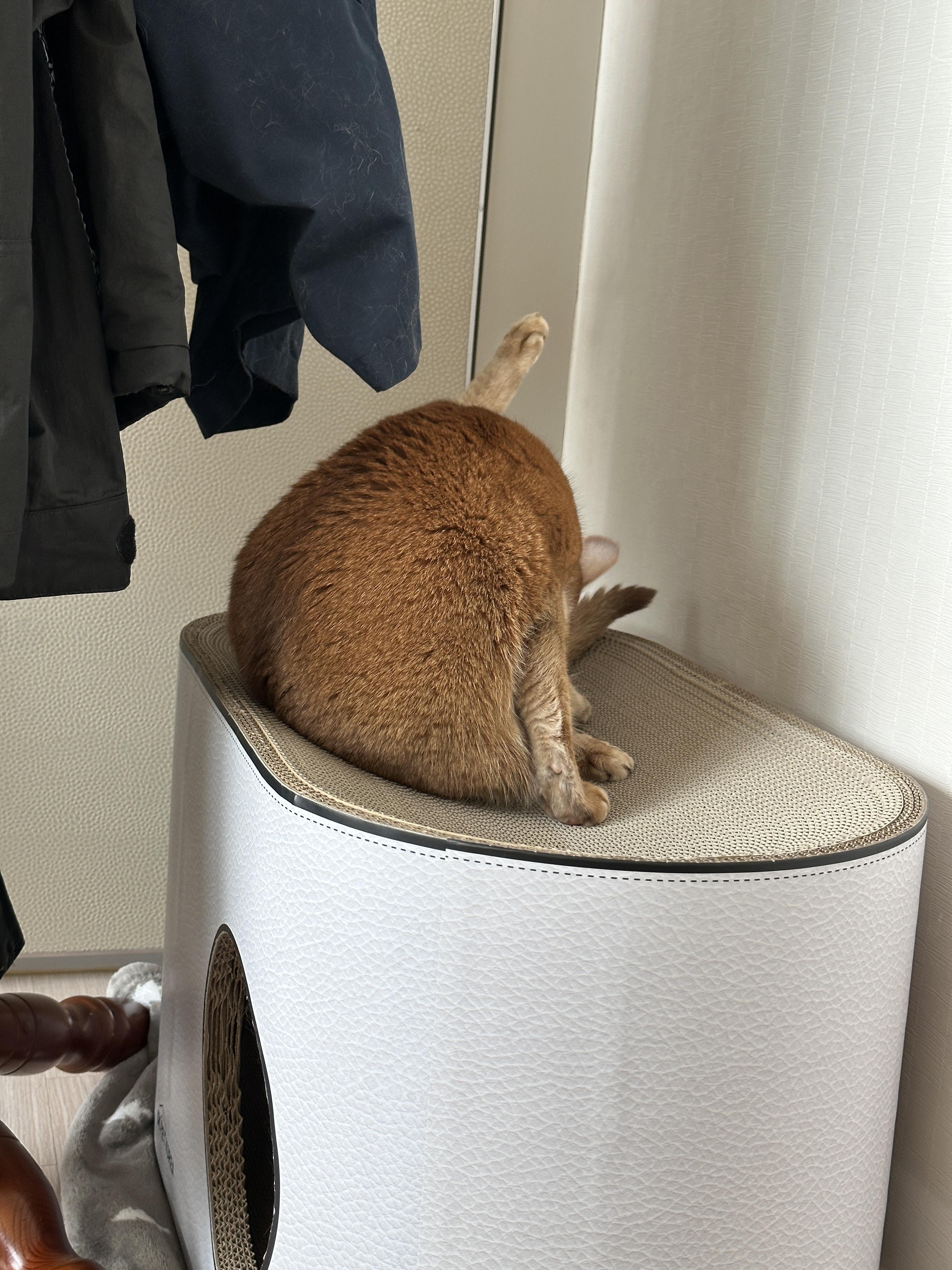 하이라운드_위에서_느긋하게_그루밍하는_아비시니안_루나