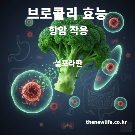 브로콜리의 항암 작용과 암 예방 효능을 과학적으로 분석한 인포그래픽 이미지