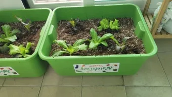 베란다 상자텃밭 상추 루꼴라 방울토마토 허브 모음 재배_18