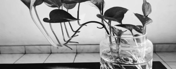 수경재배 방법 6가지 ④ 화분 → 수경재배 이동 시