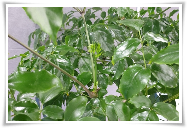 "녹보수 키우기" 집안에 행복과 행운을 불러오는 녹색의 보석 화초!