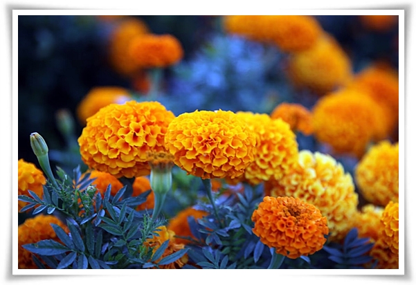 화초 "메리골드(금잔화)" 가을 정원에 황금빛 행복을 심어 보세요!