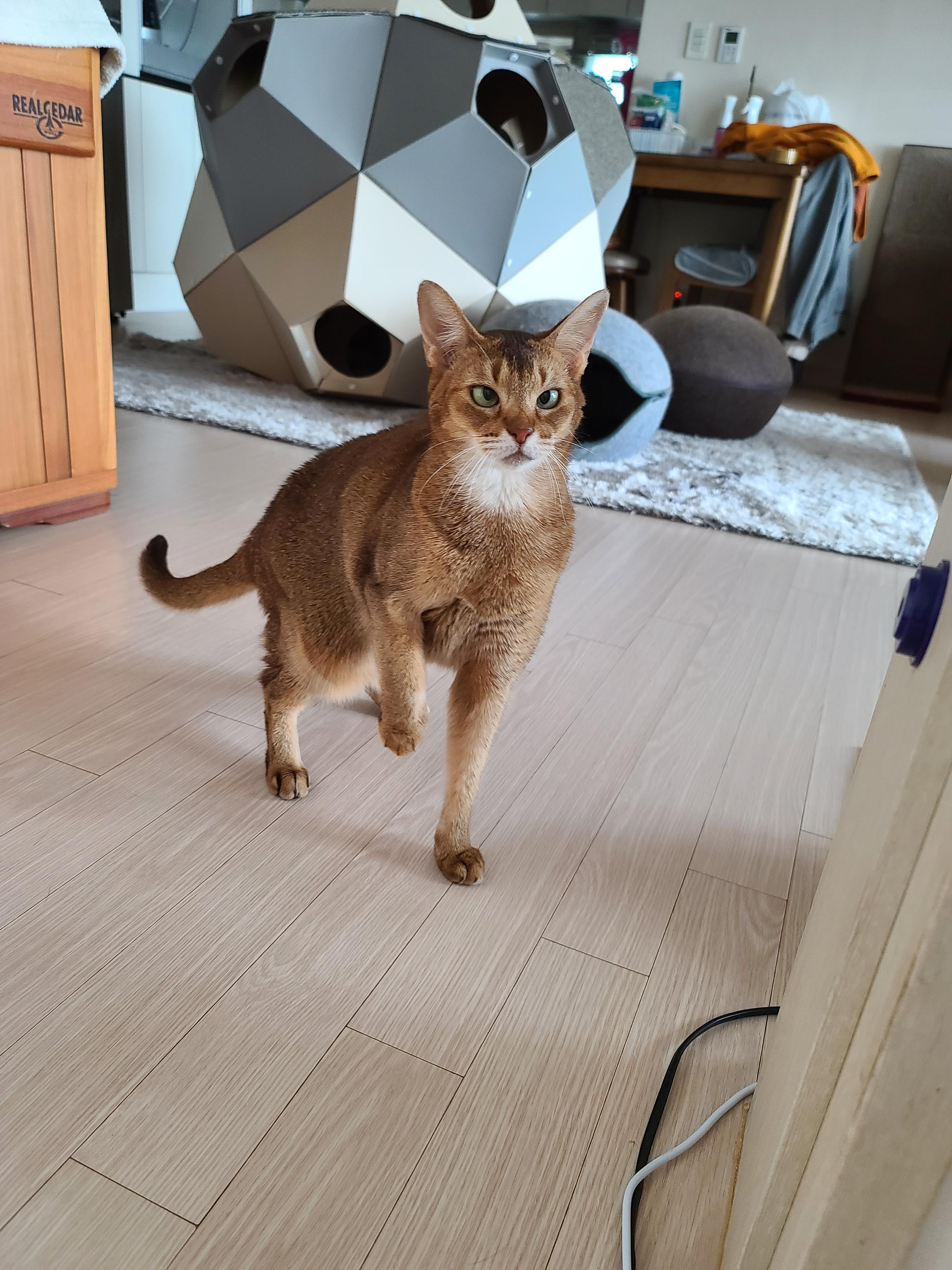 신고식 안한 신입 드라이기 혼쭐내는 용감한 아비시니안고양이 루디.