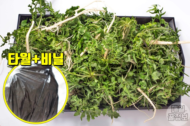 냉이 보관법,팁줌