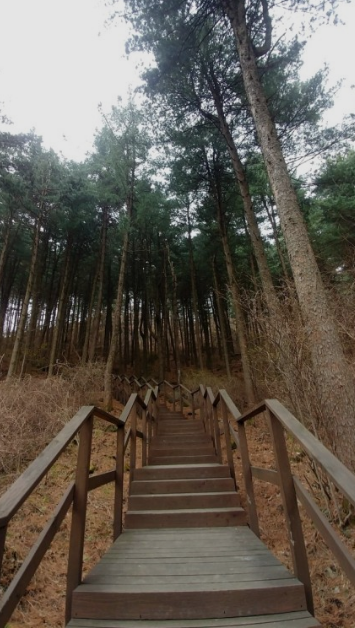 잣향기_푸른숲3