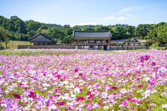 논산 돈암서원 코스모스 여행 코스 가이드 사진