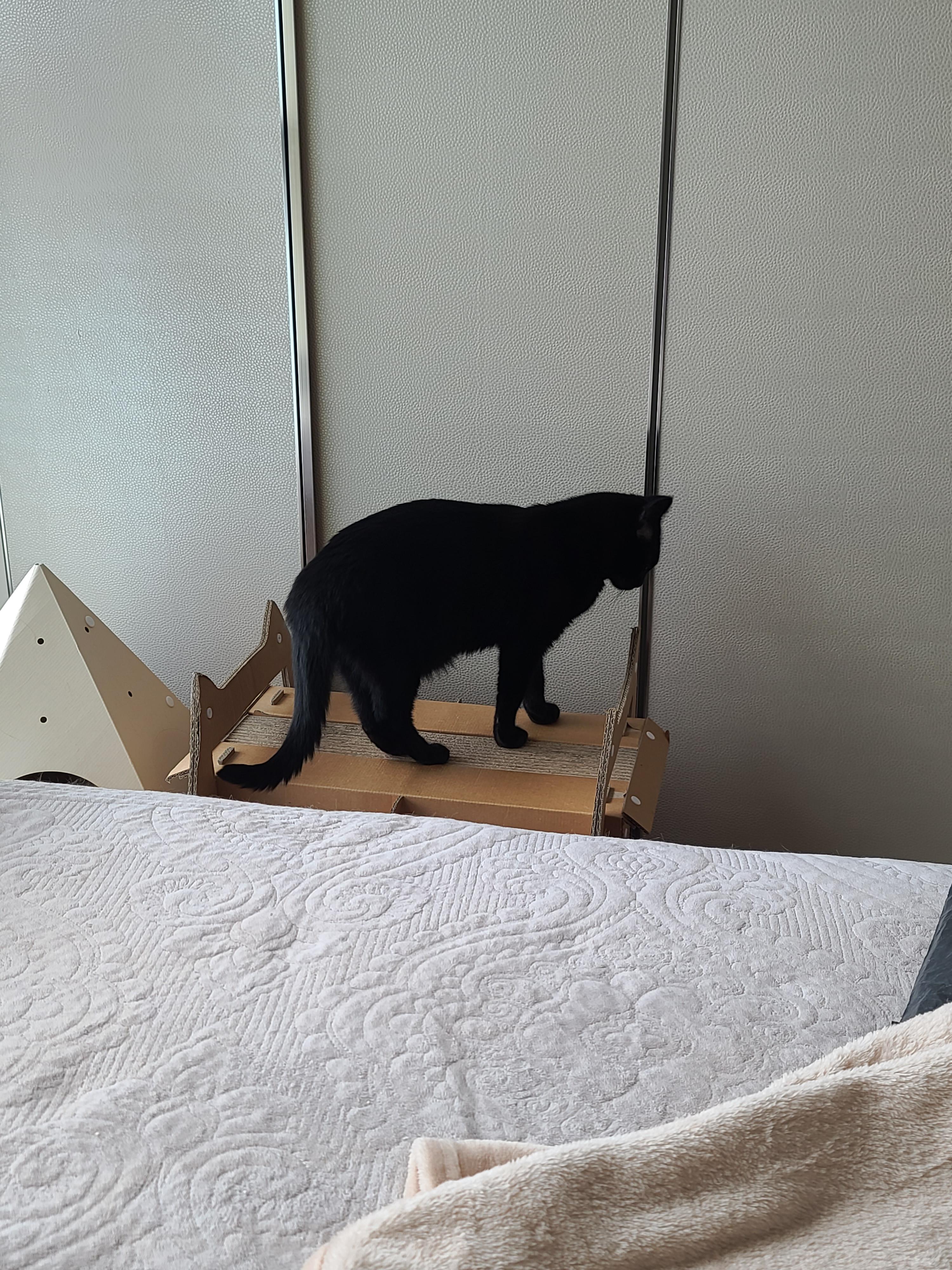 에어컨 바람을 피하고 싶을때 올블랙 건이와 막둥이 삐용이의 선택은...!