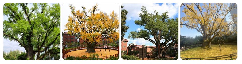 서울 도봉구 방학동에 위치한 천연기념물 은행나무의 사계절 풍경