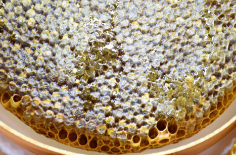 프로폴리스 효능, 부작용, 복용법 총정리 (2024ver)