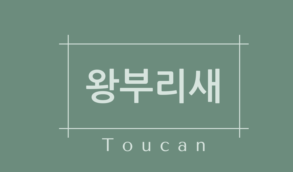 왕부리새 토코투칸(Toucan)