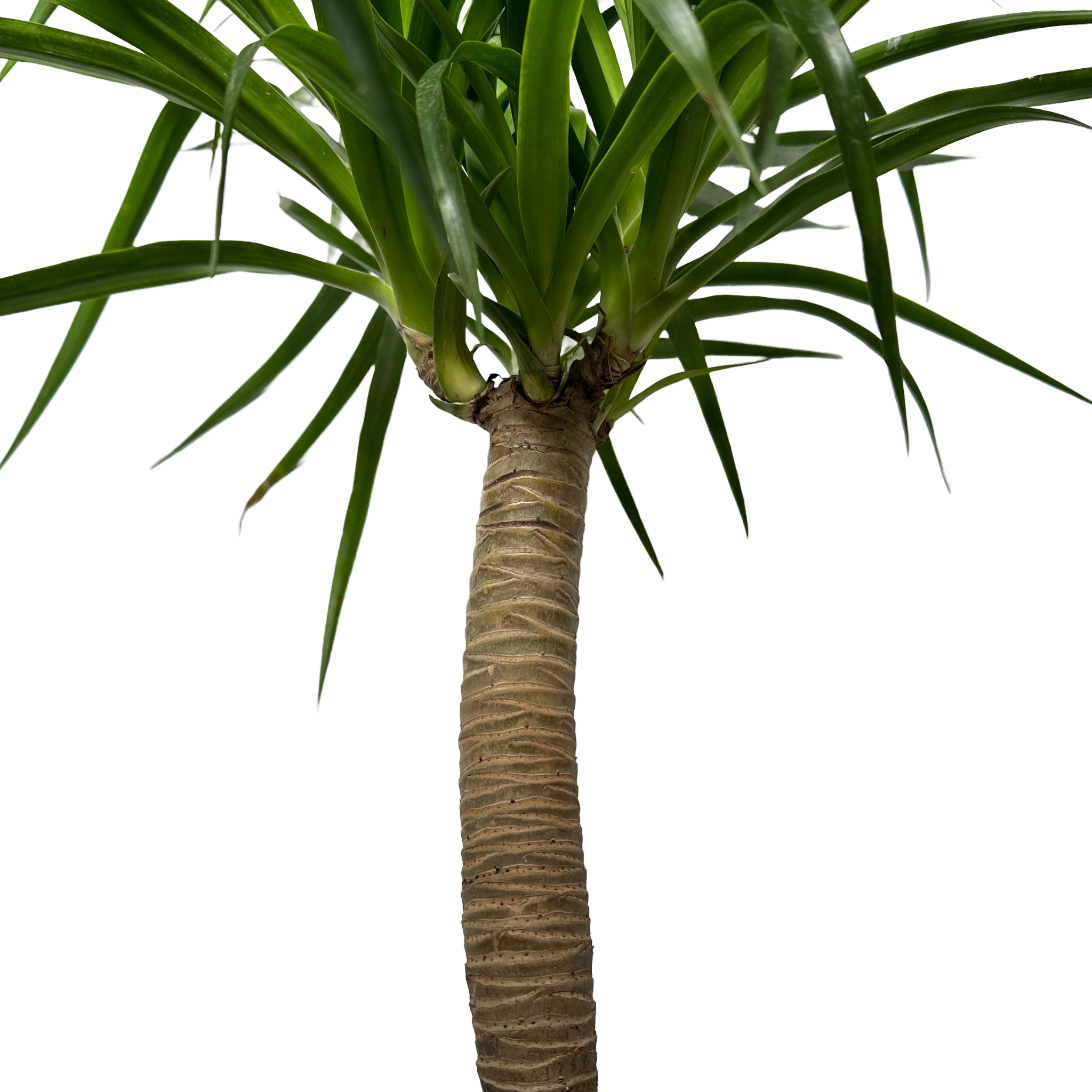 키우기쉬운 실내 정화식물 드라코 키우는 법