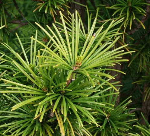 일본산 금송(木松)