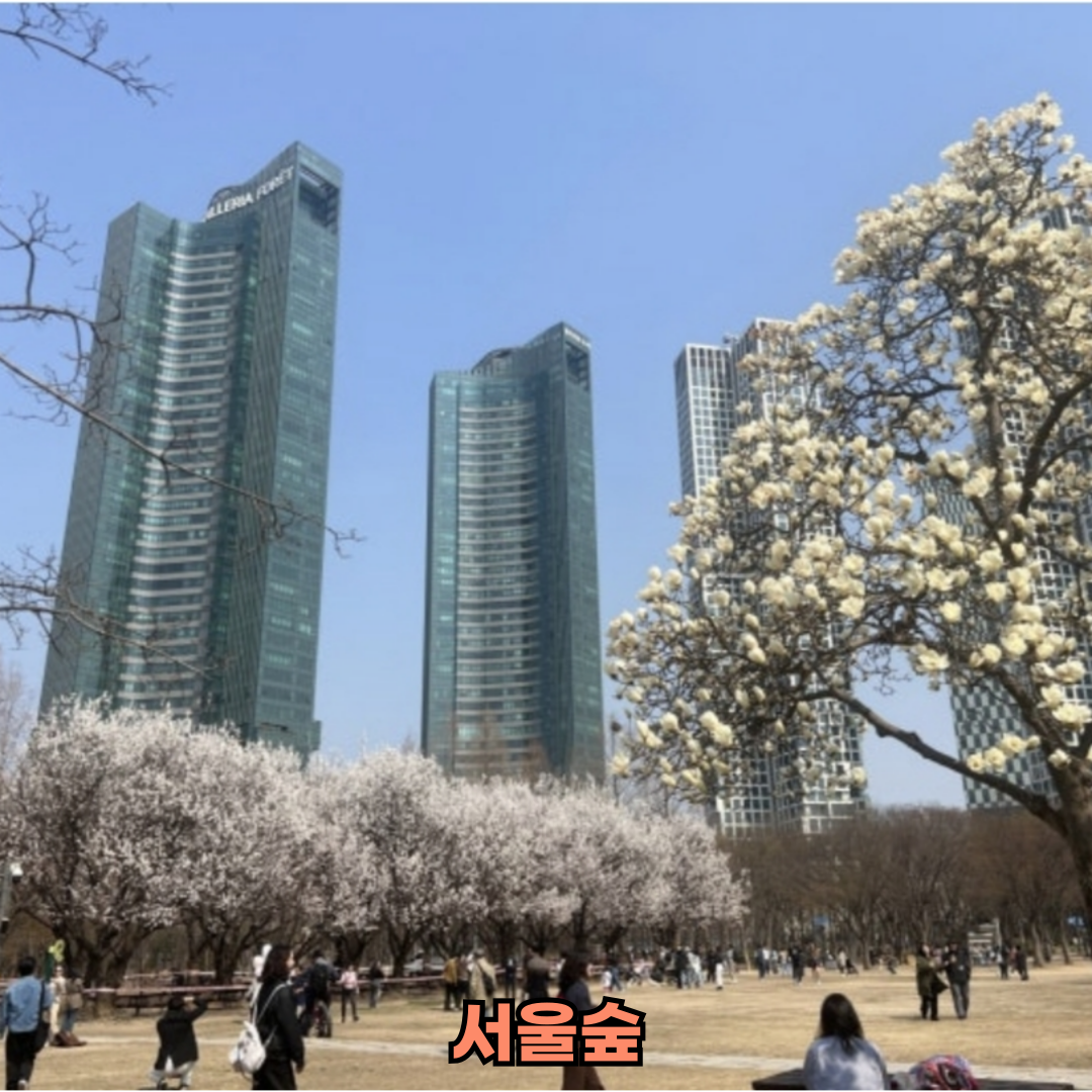 서울봄나들이핫플